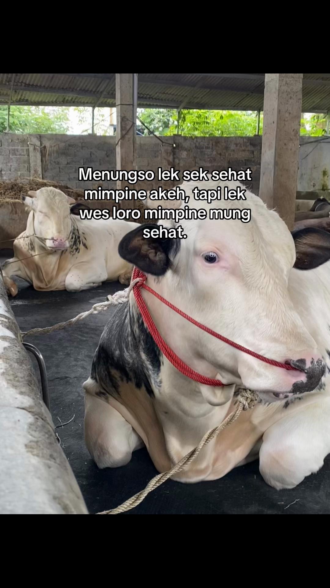 @KANDANG NDESO