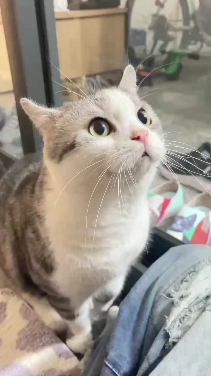 @migo是貓?