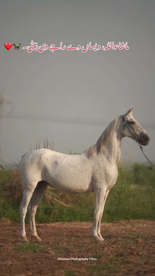@SUNRISE STUD FARMS RAWALPINDI