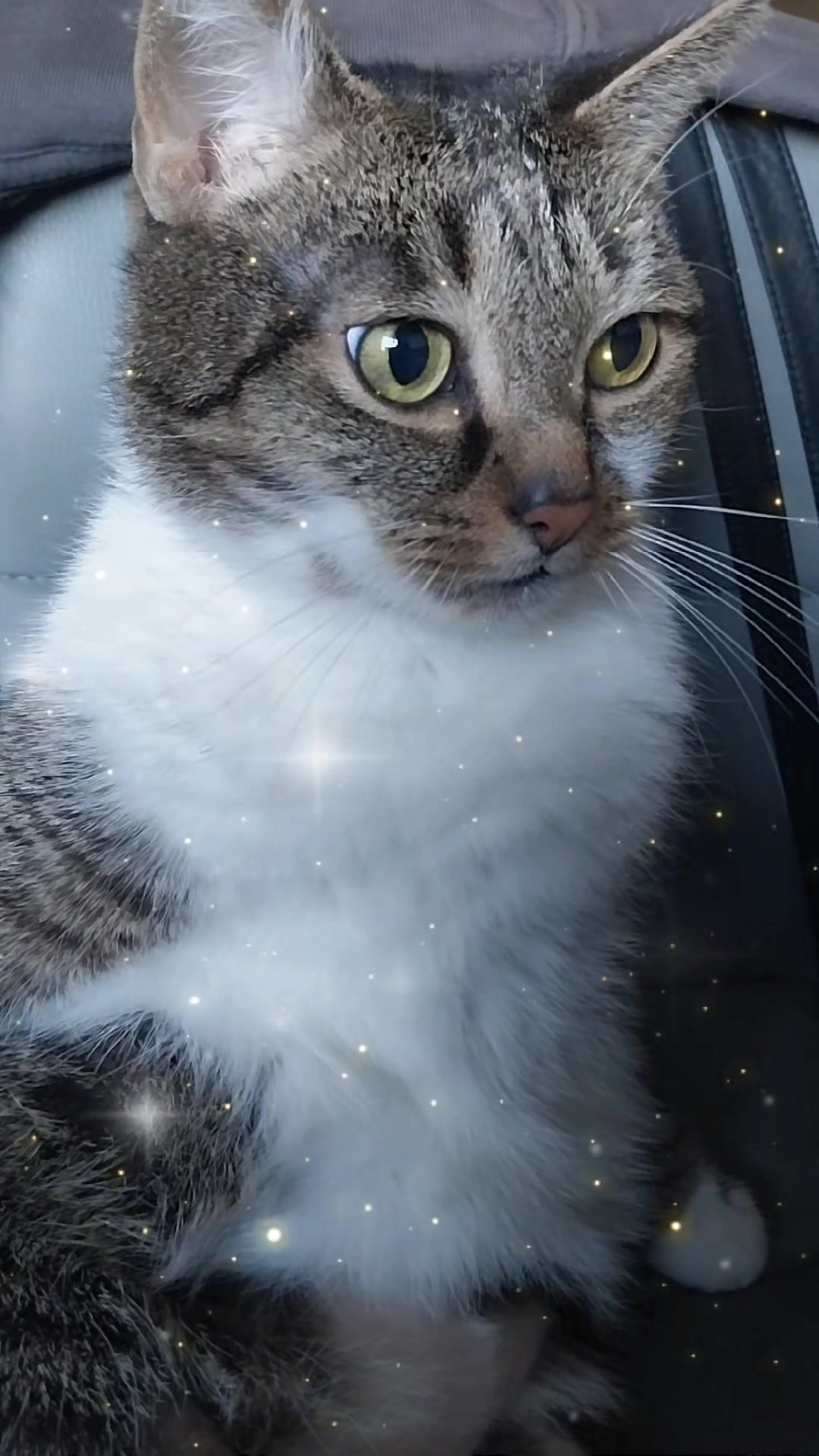 @Scotty🐱🐾🐱🐾 🐱🐾🐱🐾🐱🐾