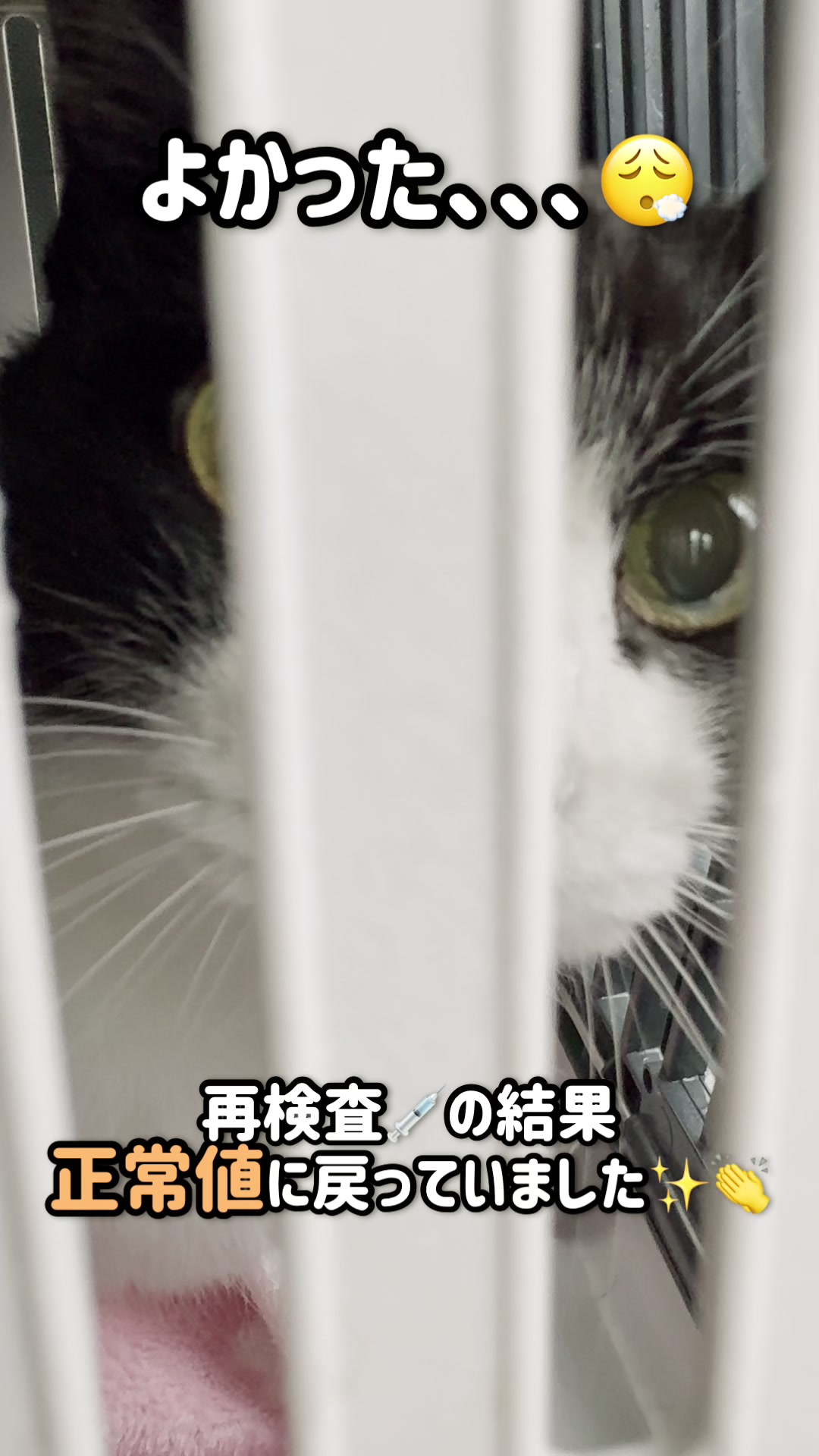 @ねこぷにもふ｜ホワイトシェパードのハクちゃん