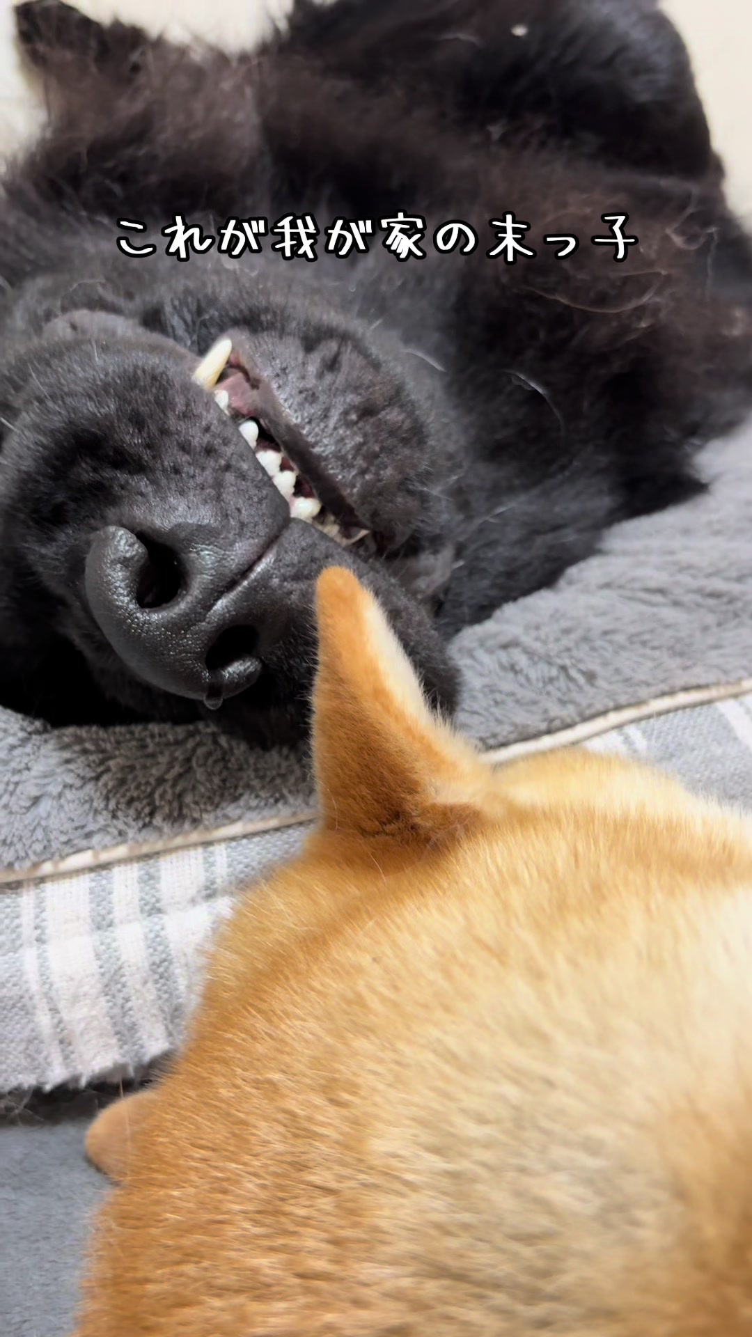 @ムックパパ🔶🐾