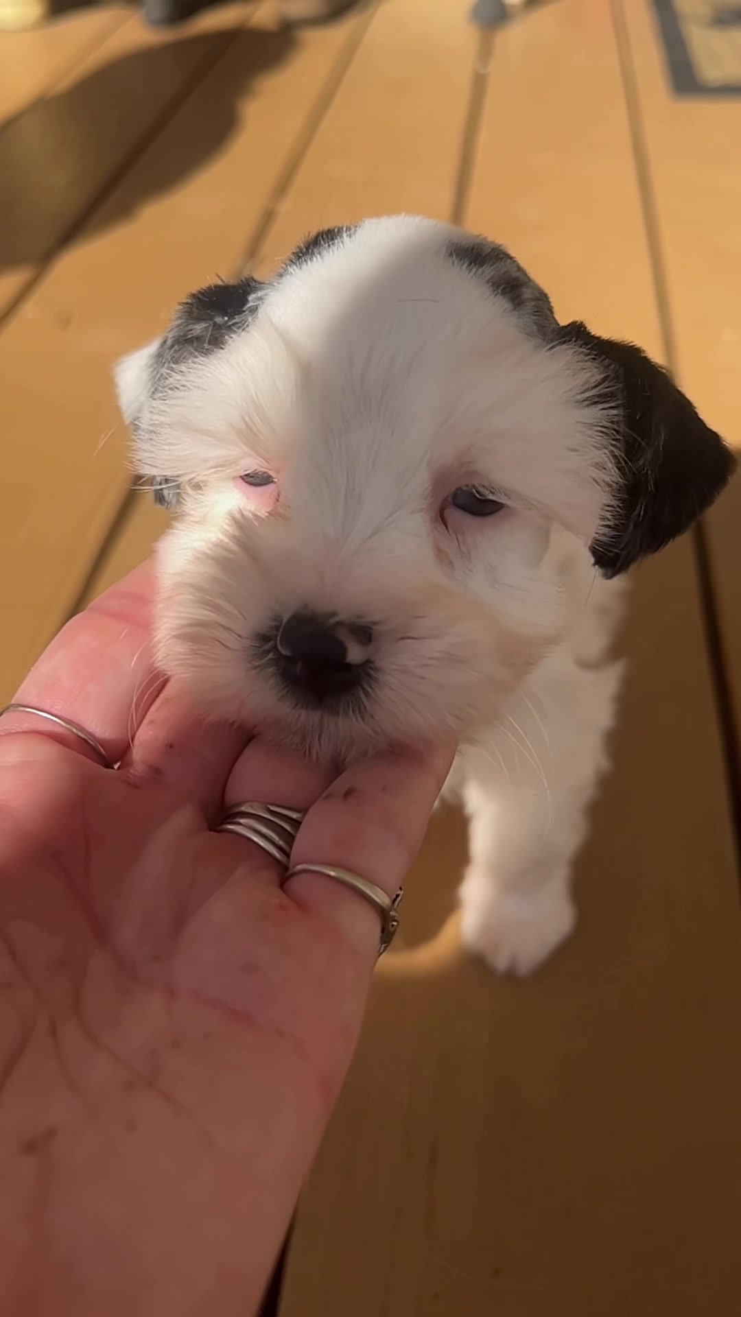 @Black Creek Kennels Schnauzers