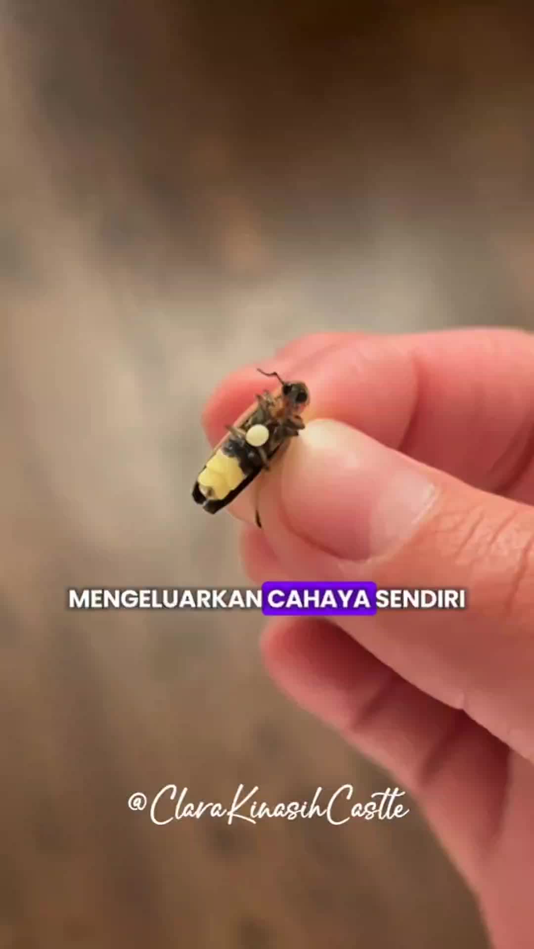 @Clara Kinasih AR
