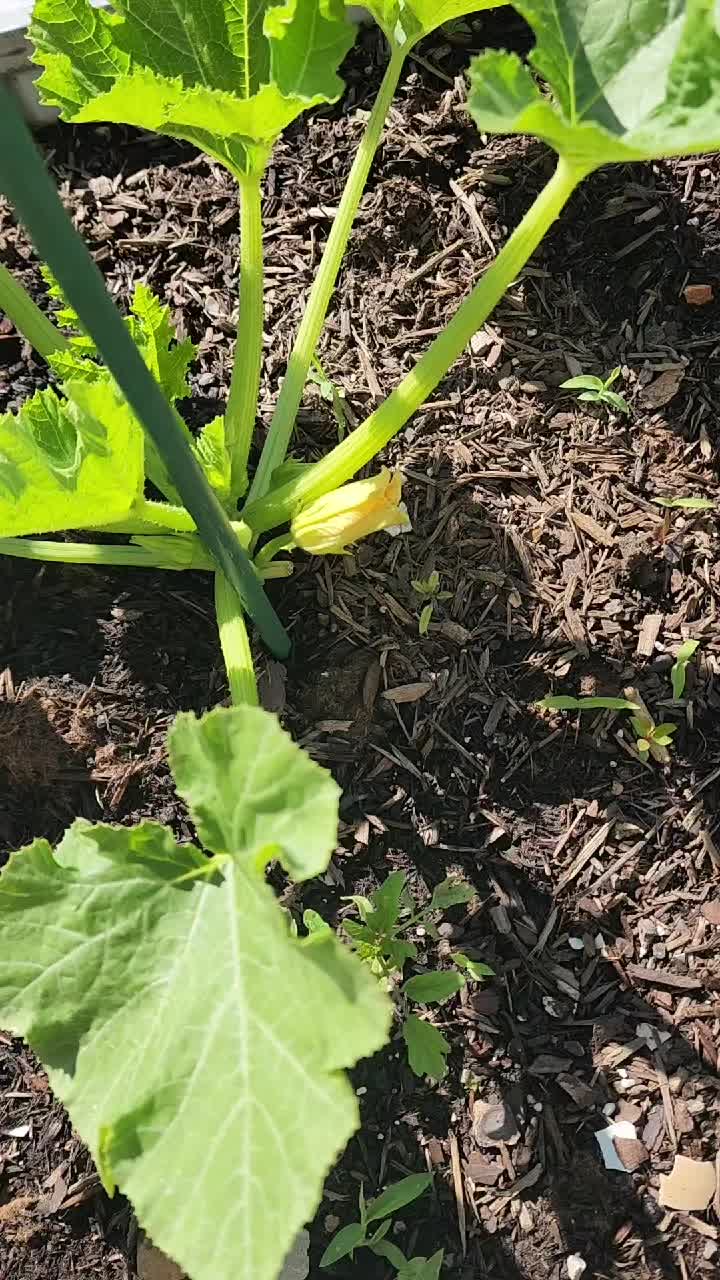 @Lana -🐕&zwj;🦺Dog Mom & Gardener