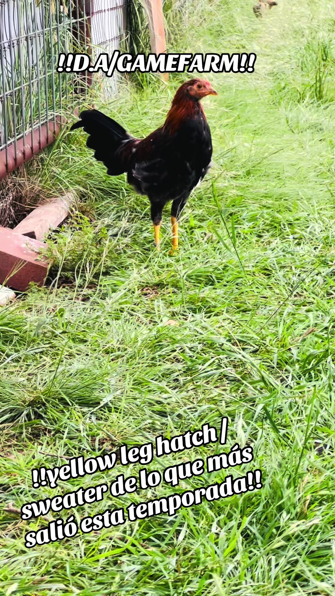 @DAgamefarm
