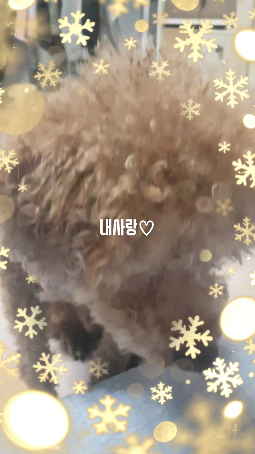 @고디 에미 요요♡