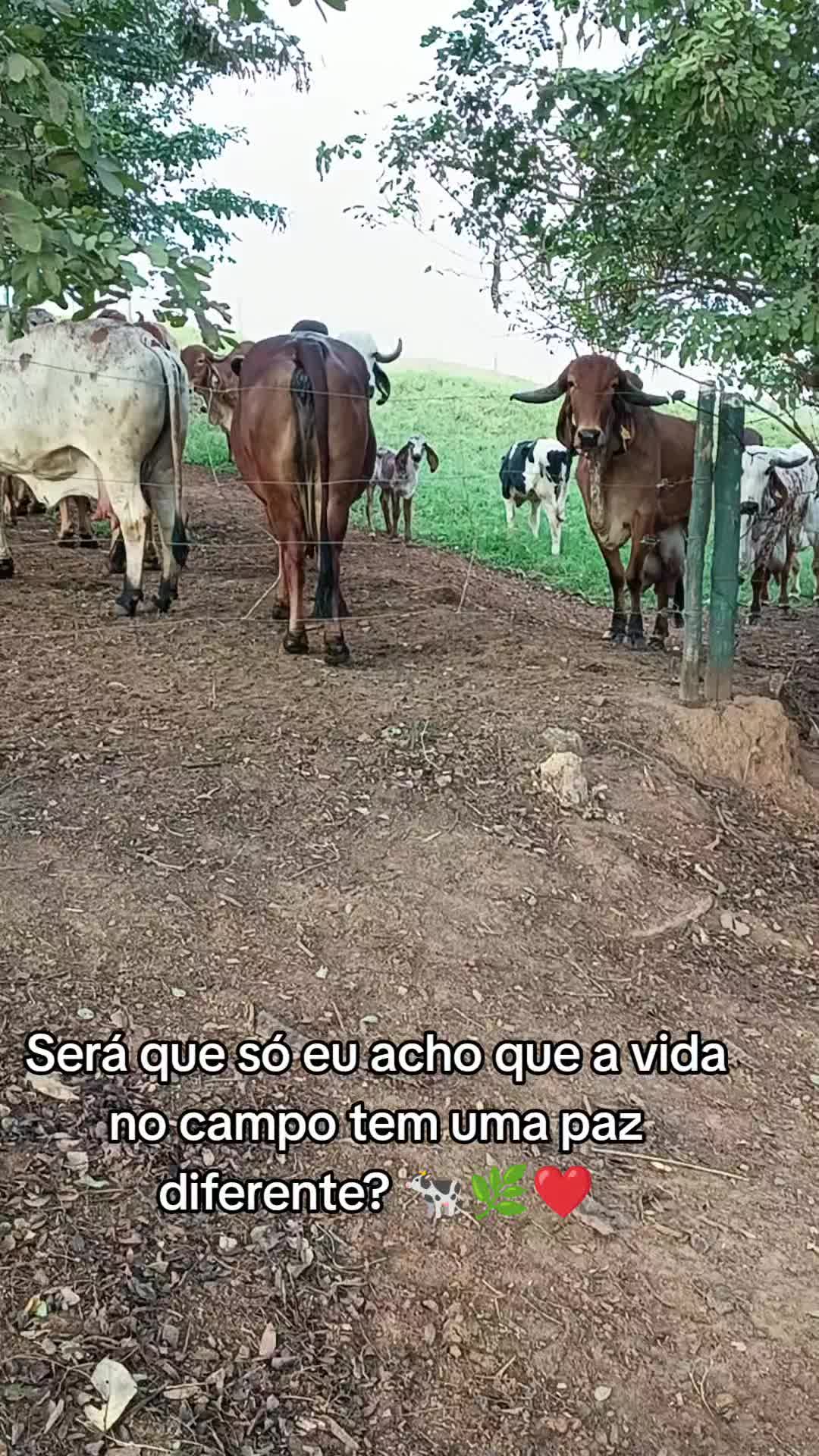 @Vivianne_Gomes_Oficial🌵🦋