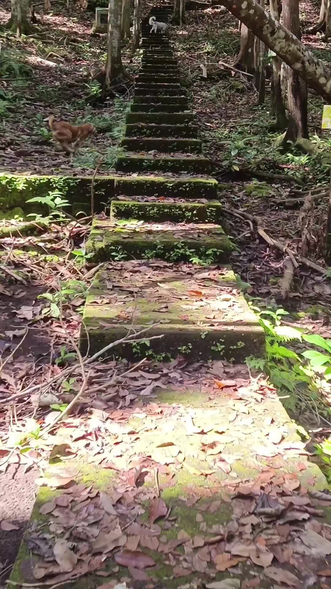 @d i a r i