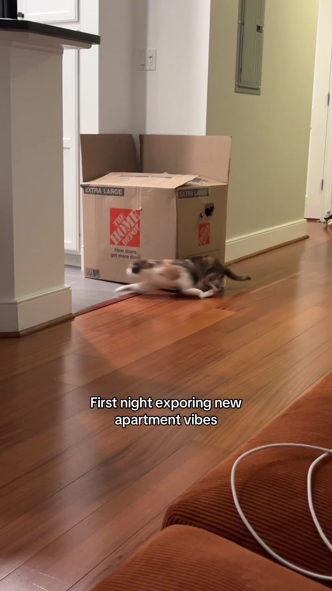 @Quinn The Calico