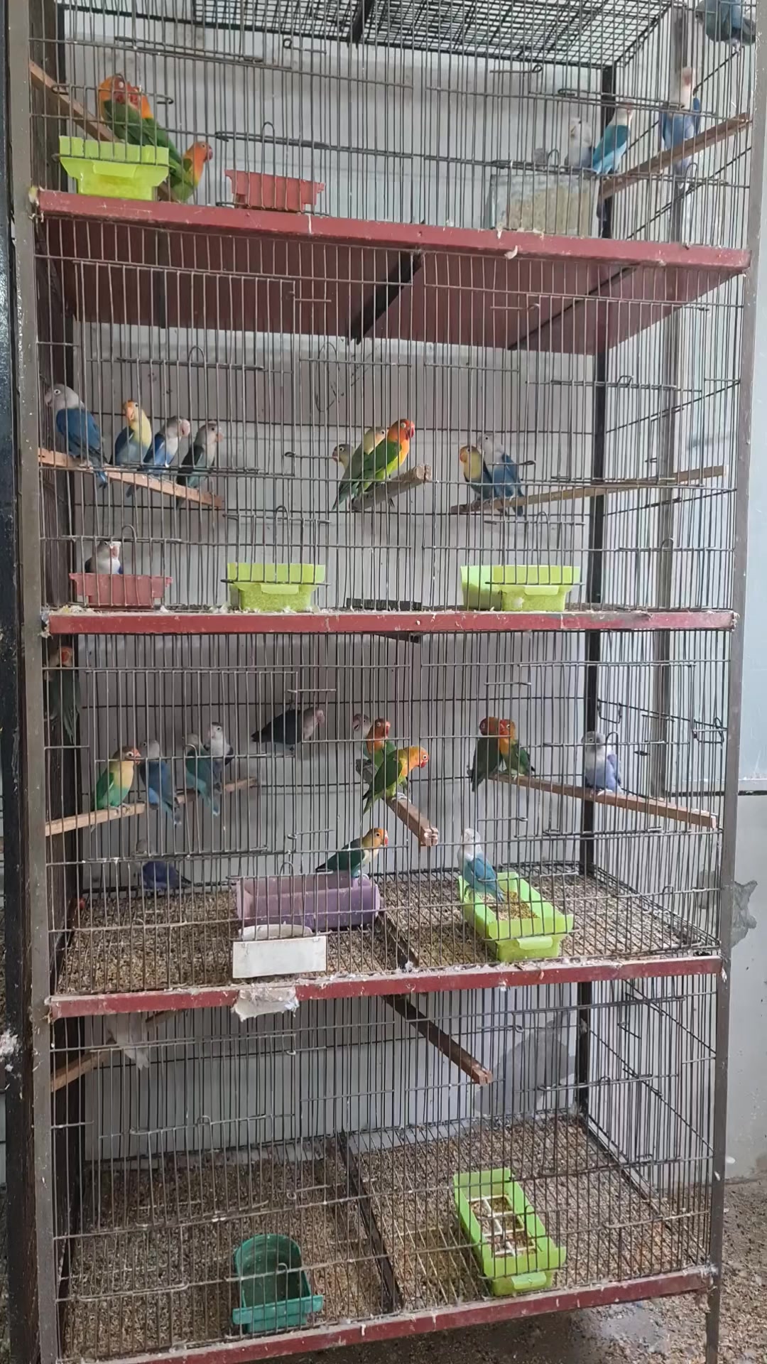 @ROYAL BIRD US
