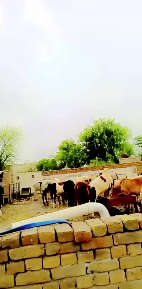 @sajidgujjar 🕺🕺💃💃