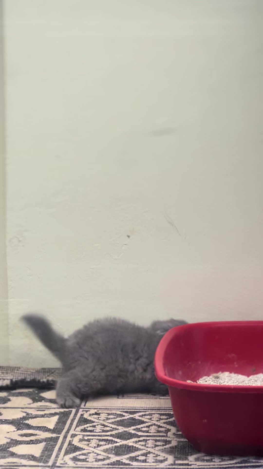 @pets.passion1
