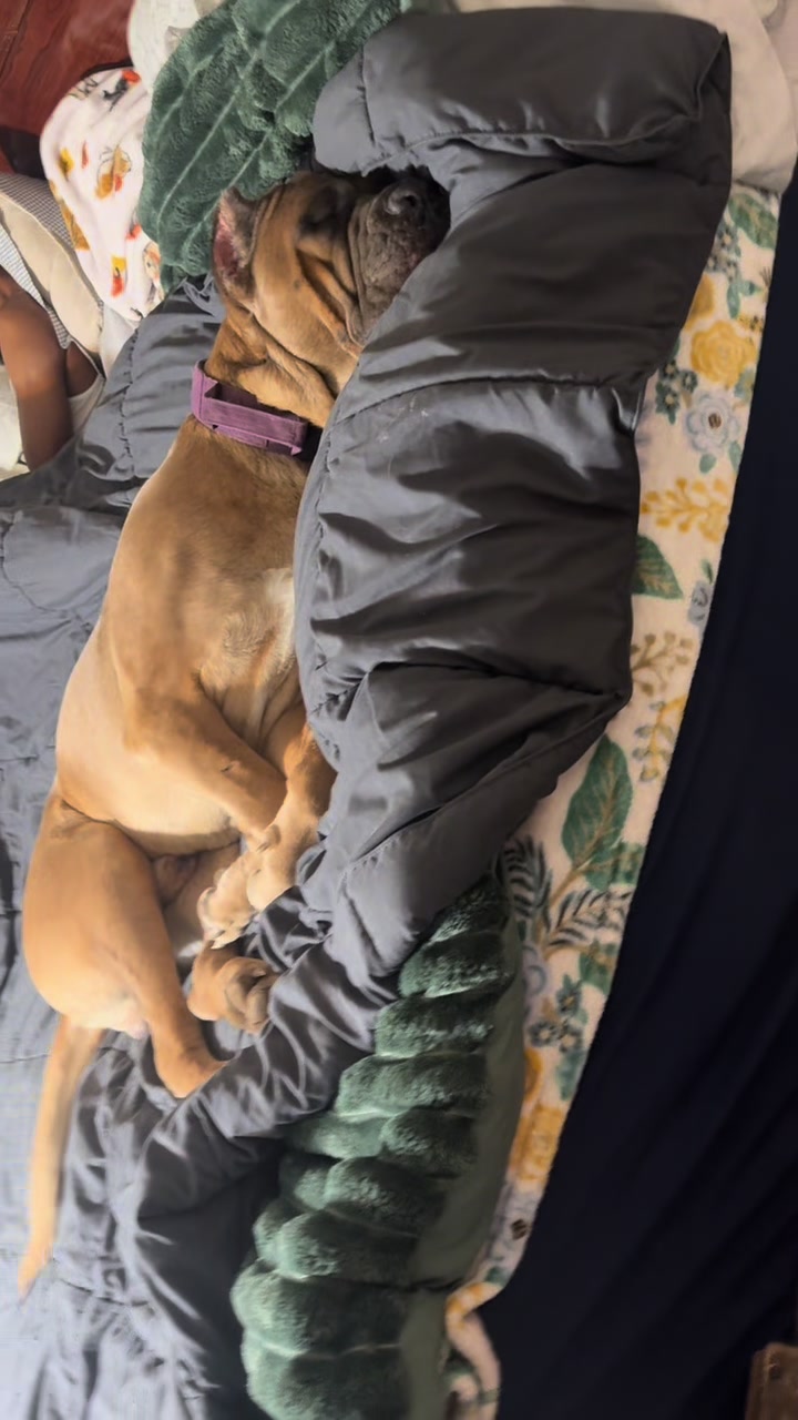 @AandMCaneCorsos