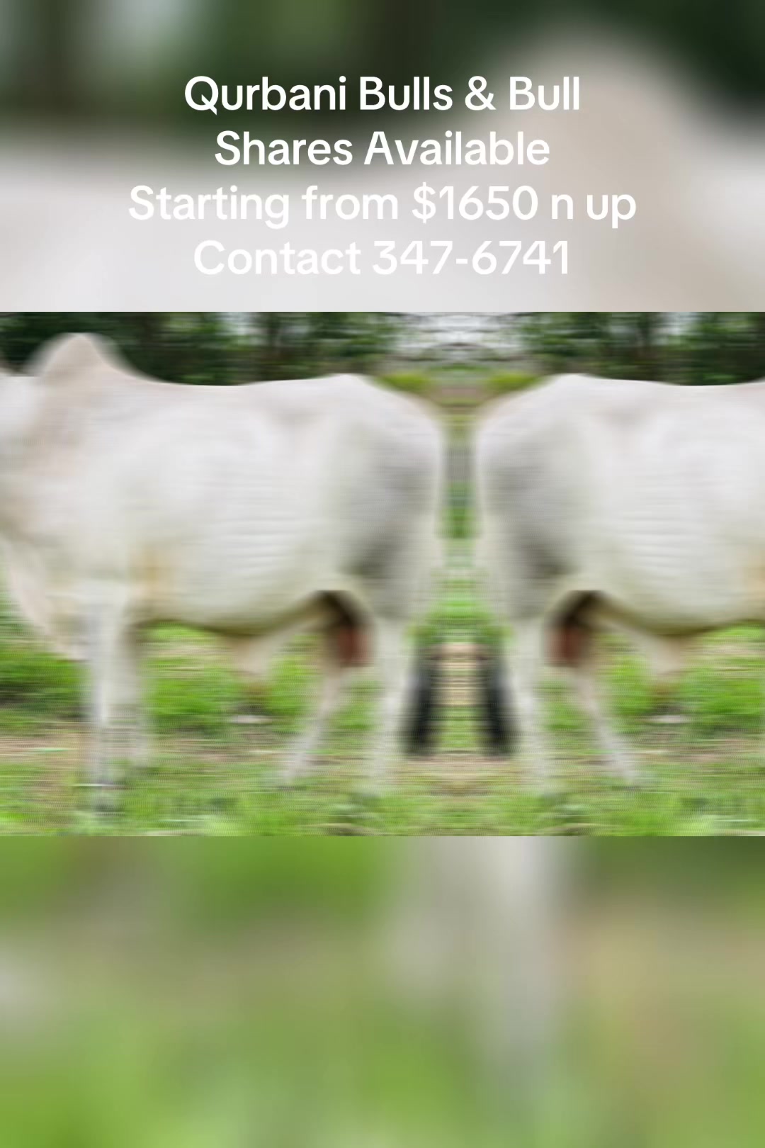 @S.Ali livestock‼️