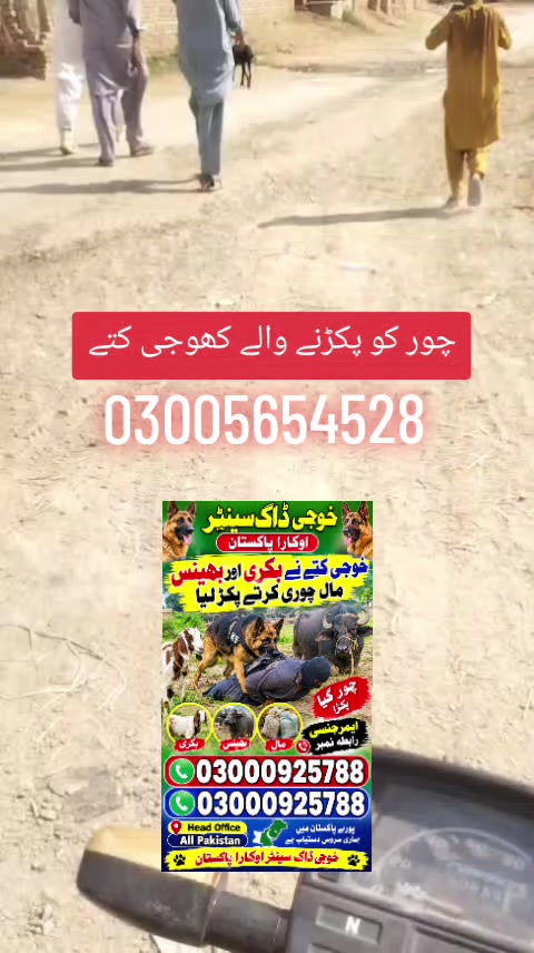@khoji dog contact number