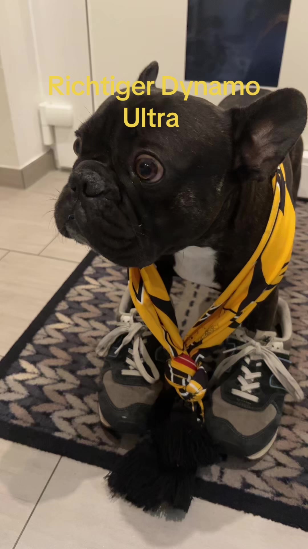 @1953🖤💛