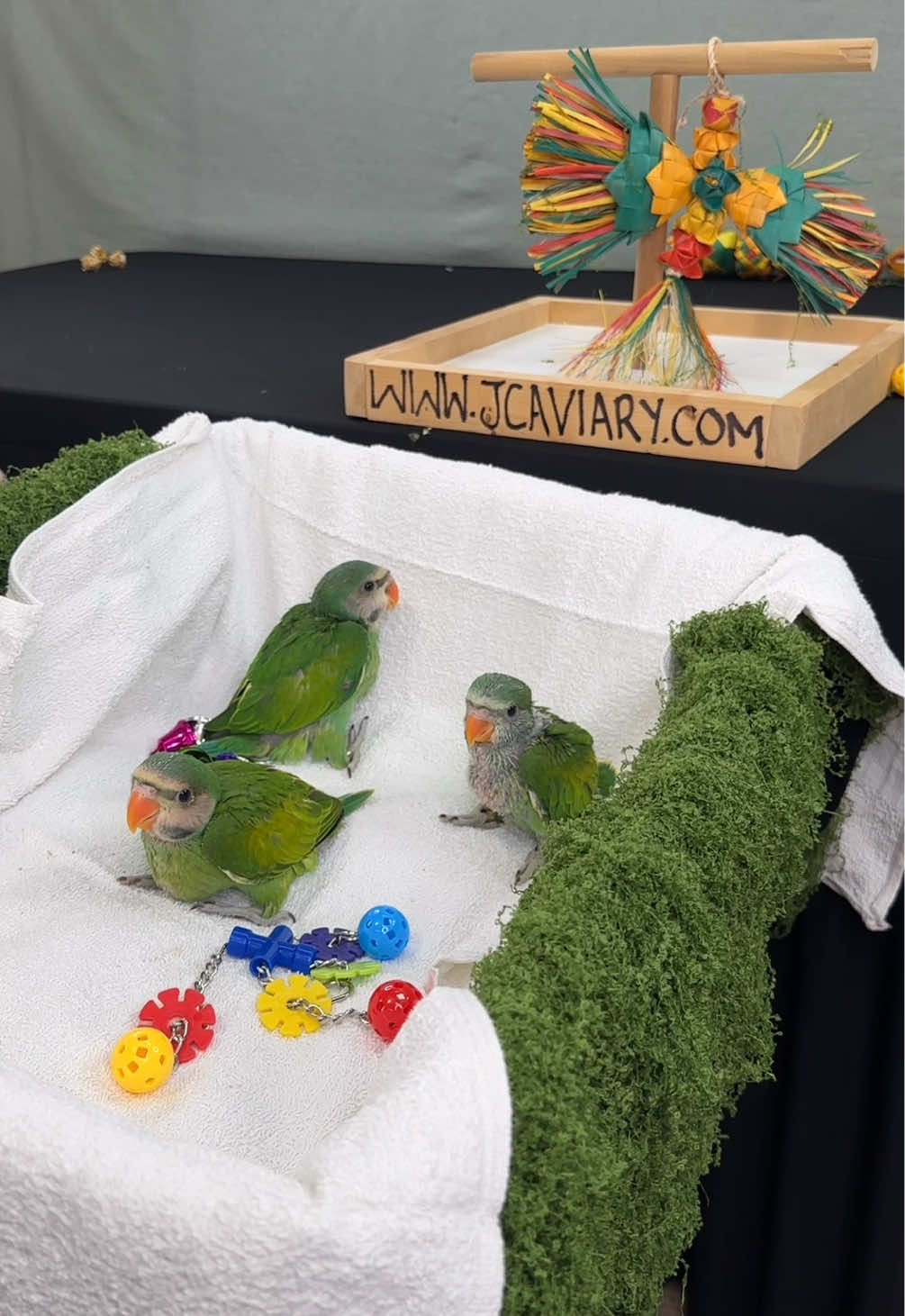 @JC Aviary