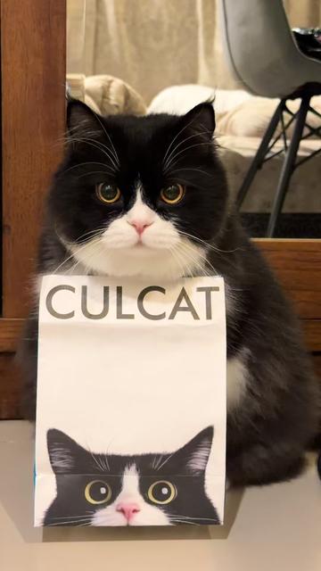 @Bucin cat