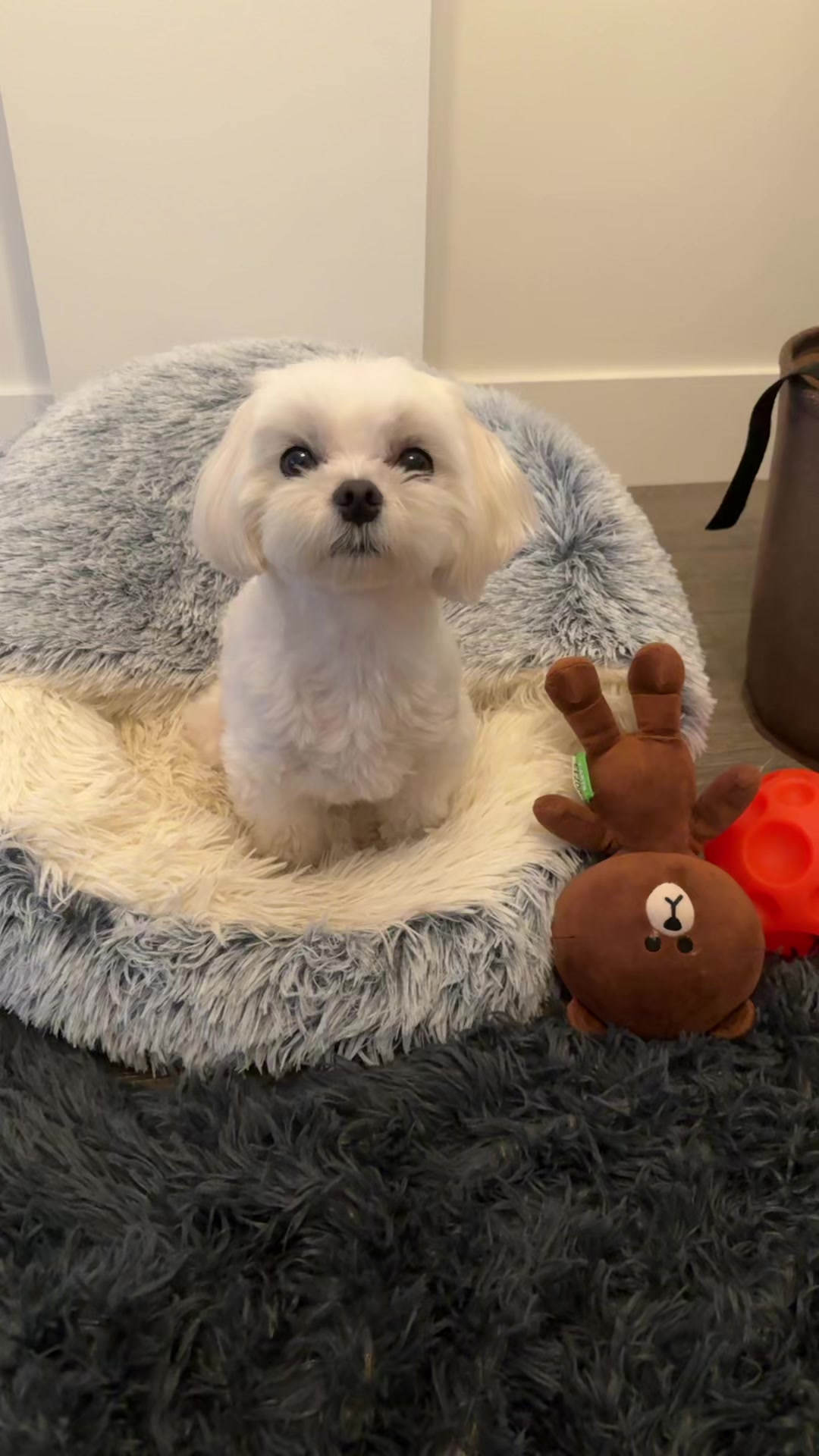 @theluckymaltese