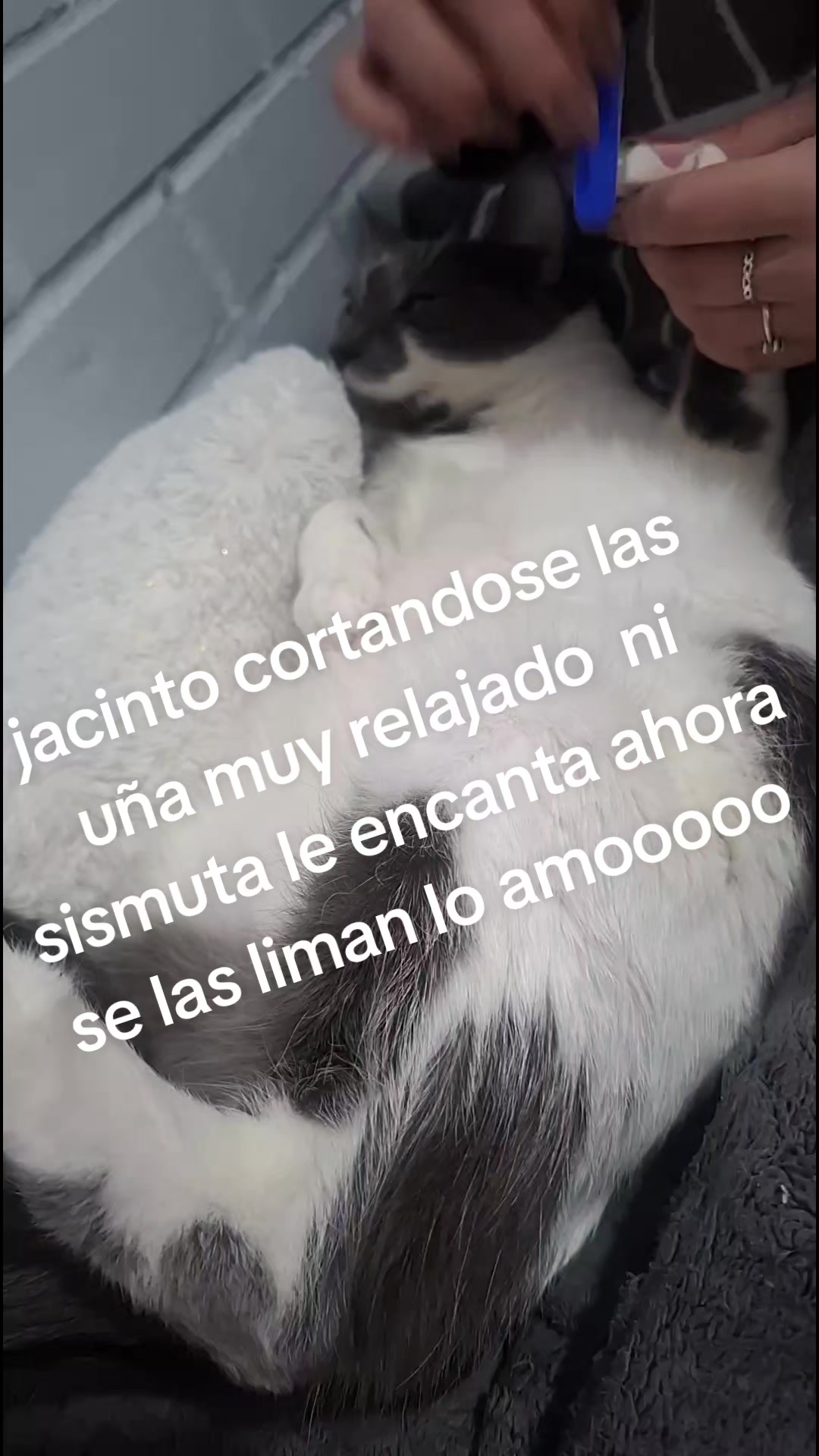 @yoca roman