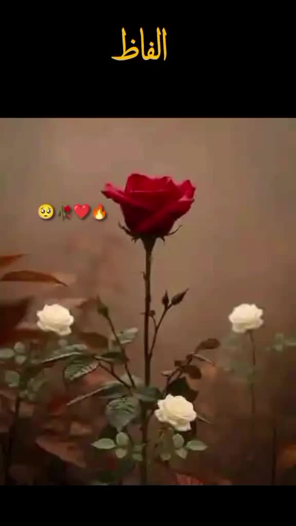 @NuranDar