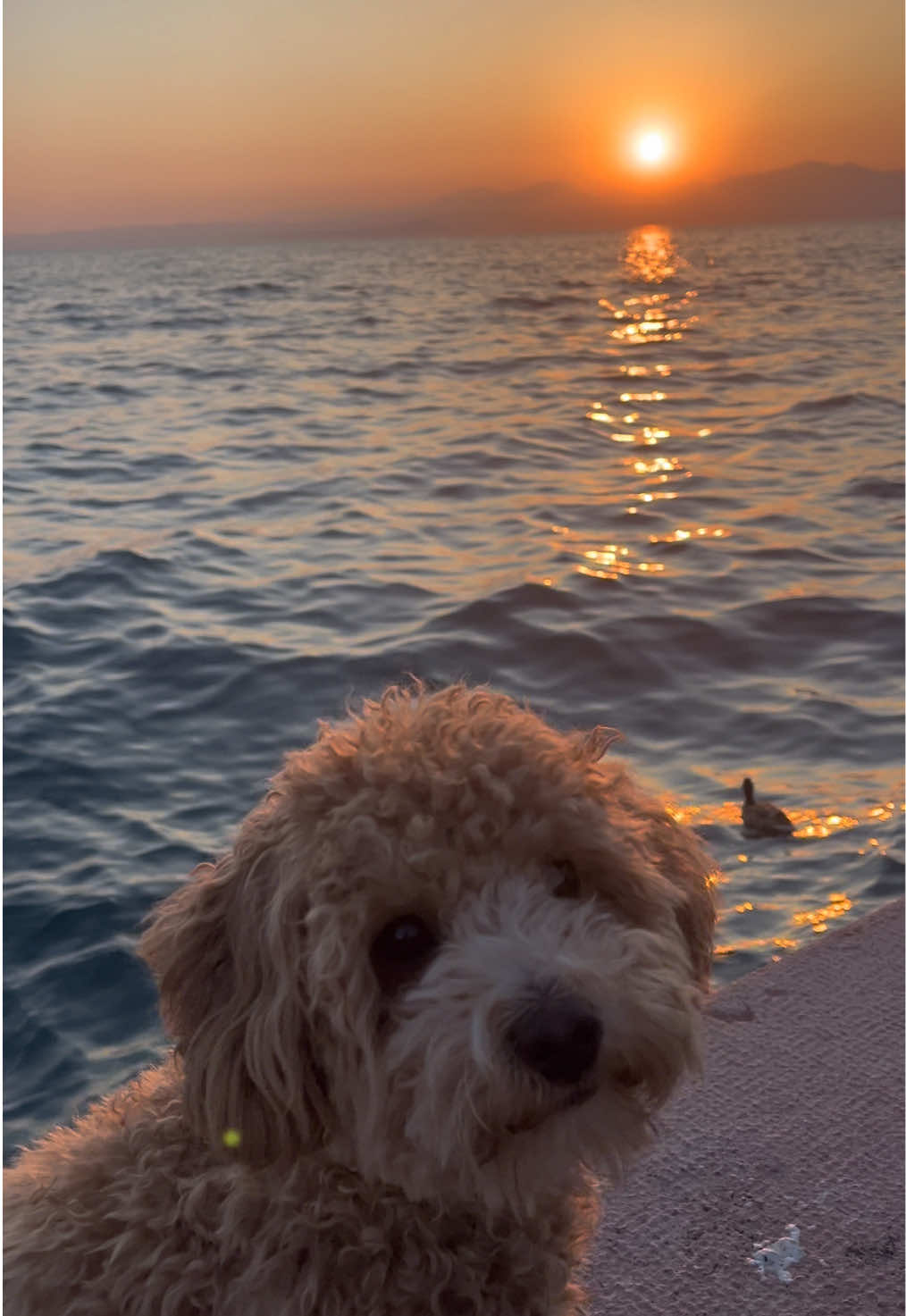 @dinothemaltipoo