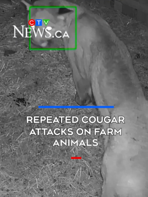 @CTV News Vancouver Island