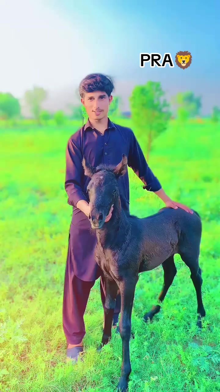 @NAWAB GUJJAR