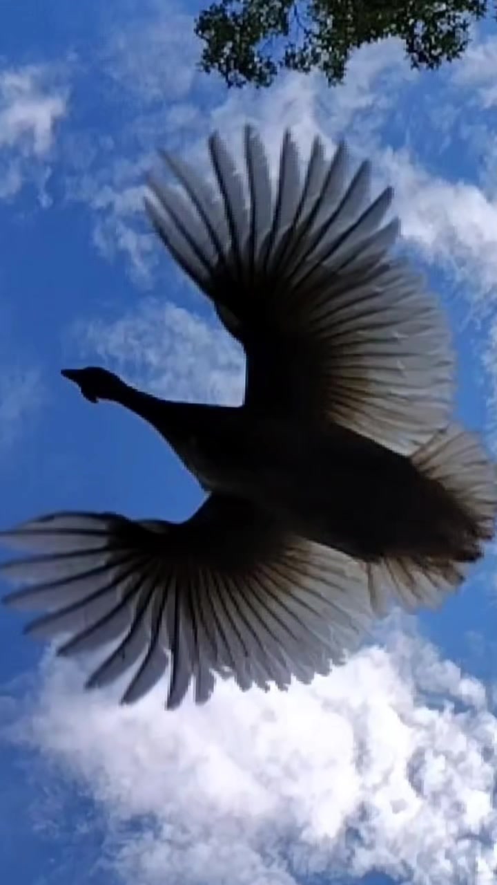 @Tony Alabama