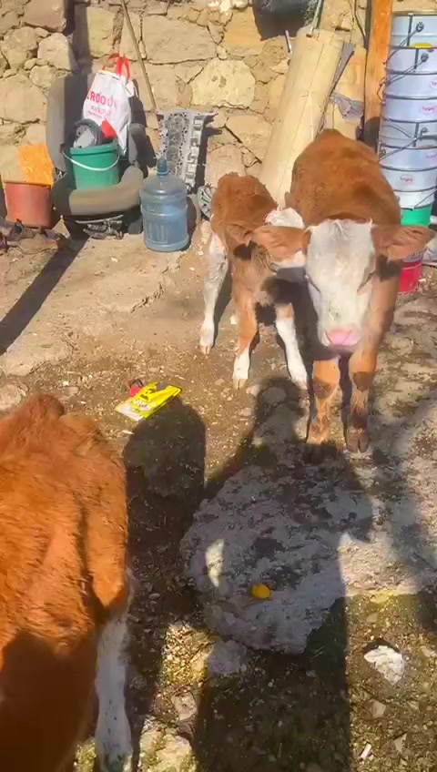 @&ouml;zcan 03
