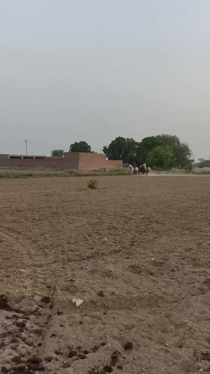@احمد گل نمبر دار