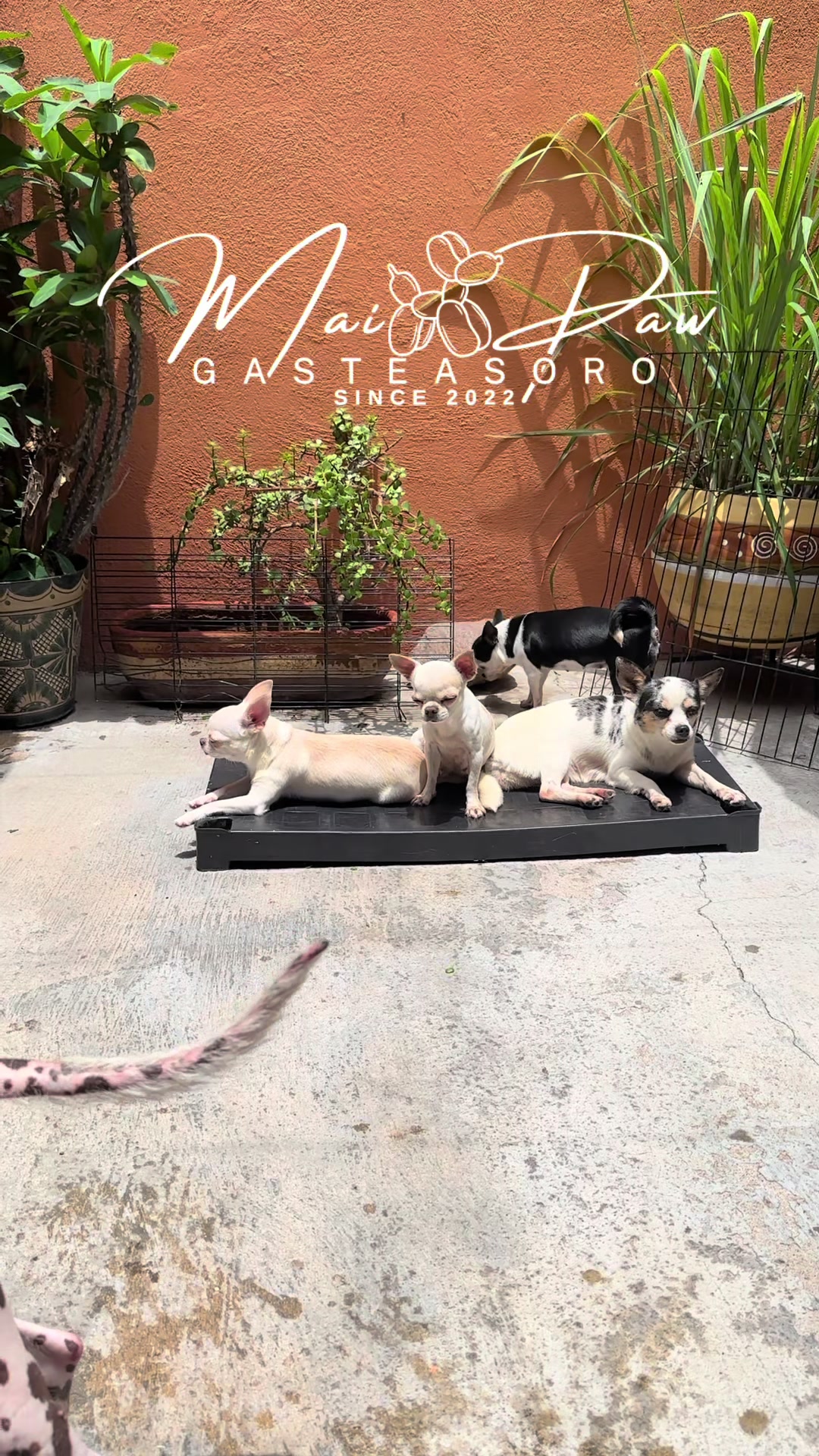 @MaiPaw