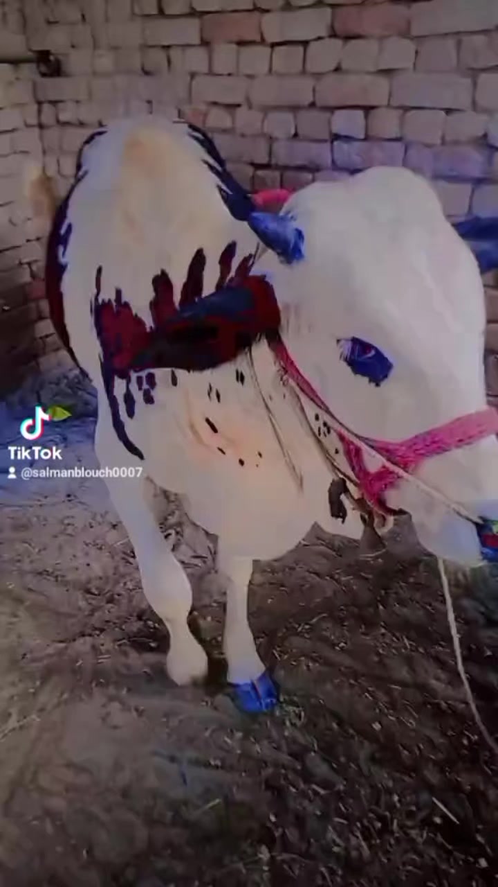 @salmanblouch525
