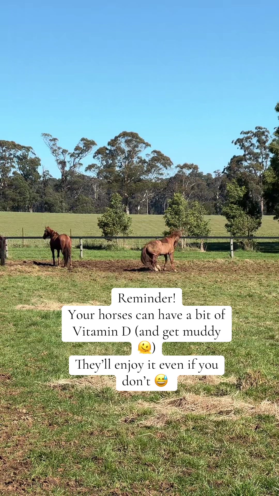@Leader Equine