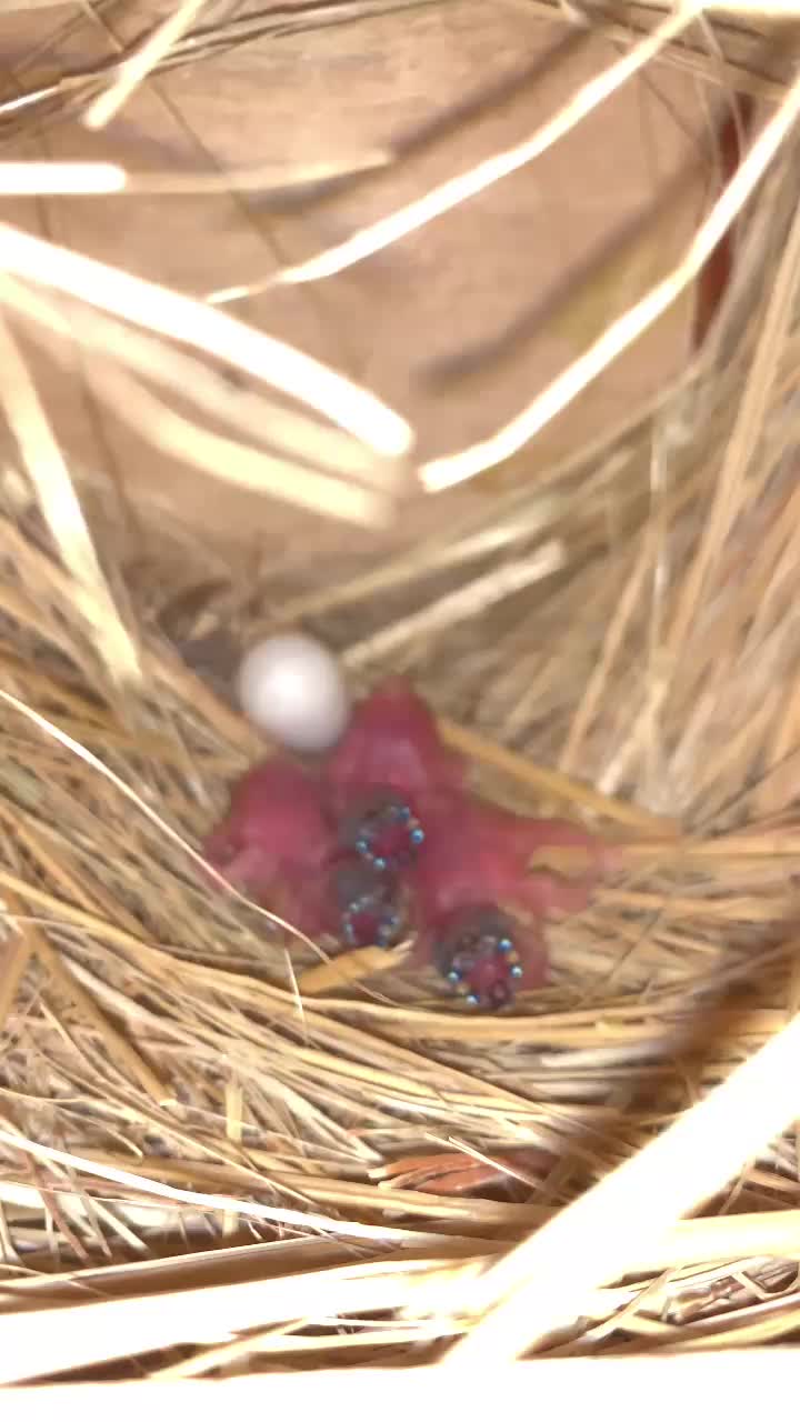 @🕊️L.R .Loft.Q.z.Meer&rsquo;s.Loft🦅