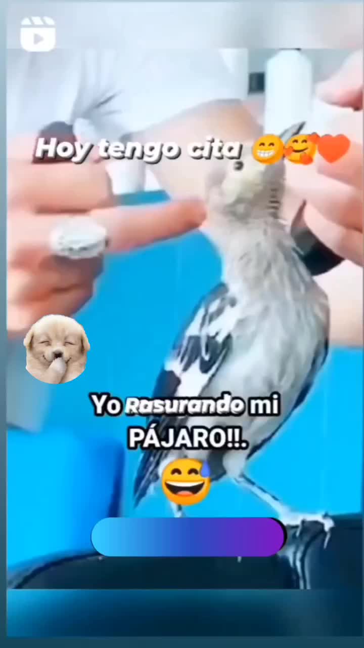 @el panda solitario