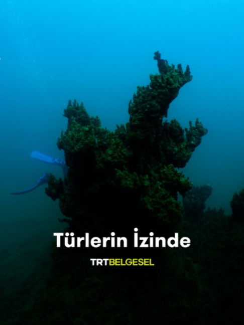 @TRT Belgesel