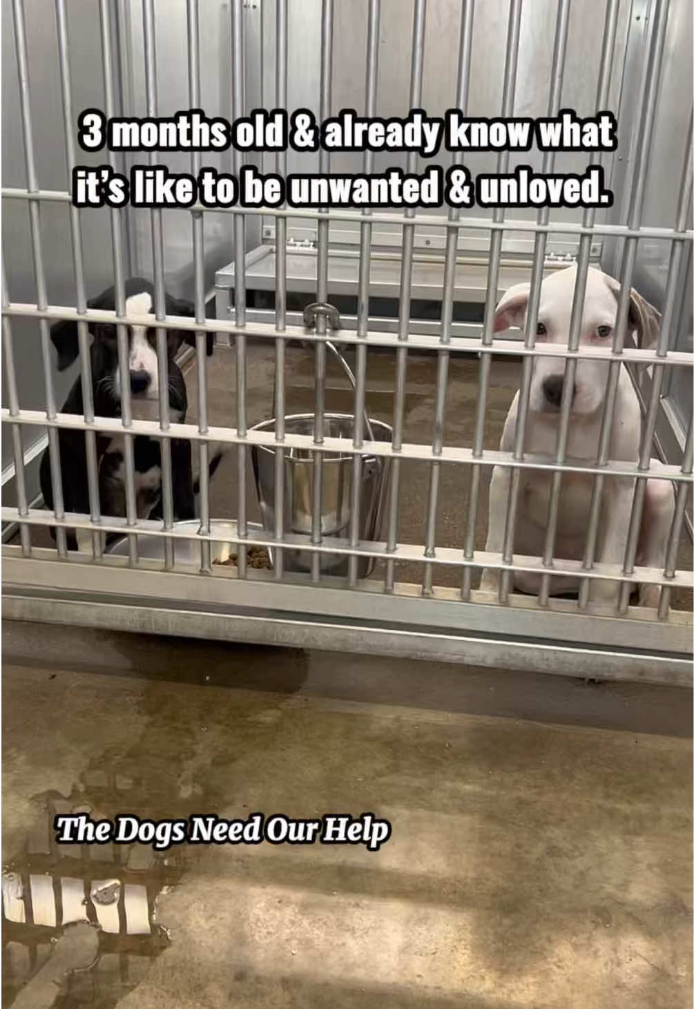 @The Dogs Need Our Help
