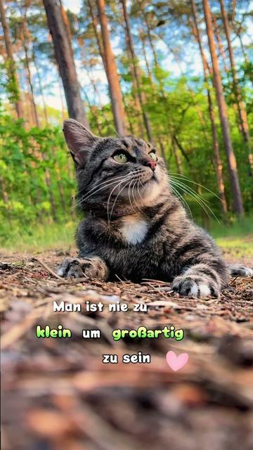 @.*✨..*✨*.