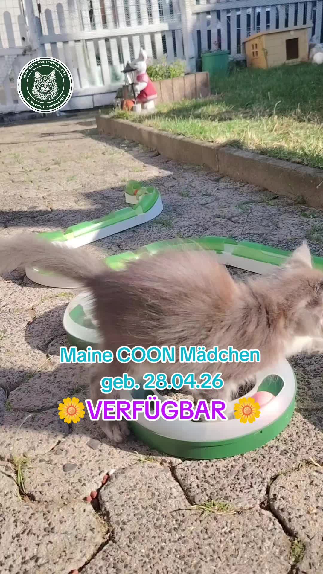 @Maine Coon Zucht WILD KRAFTS