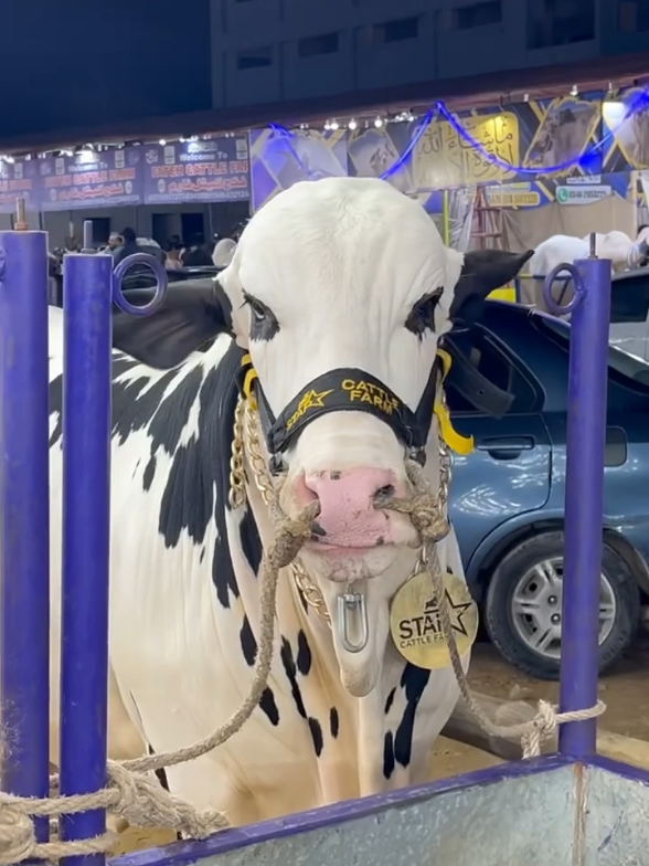 @Karachi Bull lovers