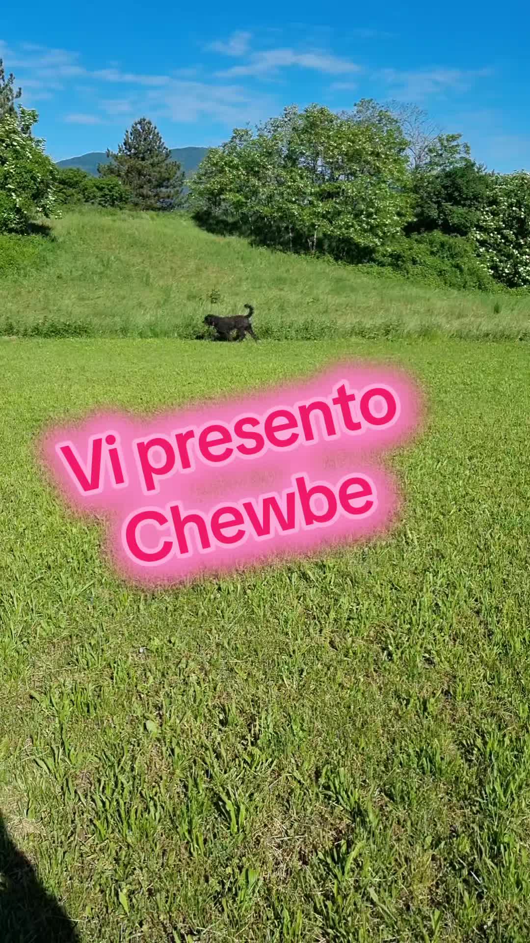 @Il leone e la gallina
