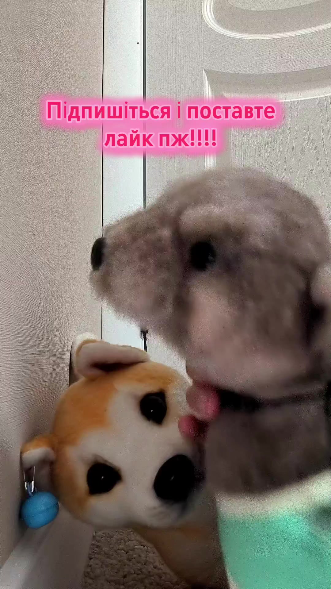 @Гіперактивні видри