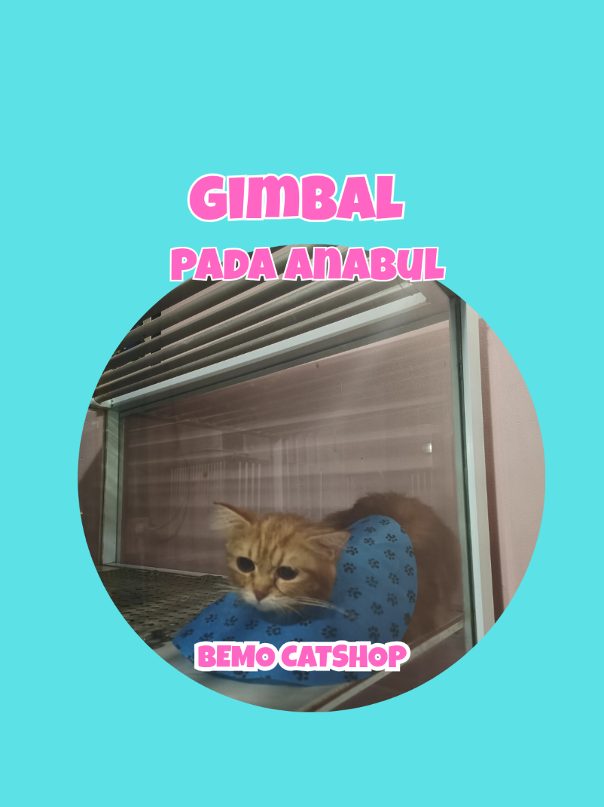 @Bemo Catshop