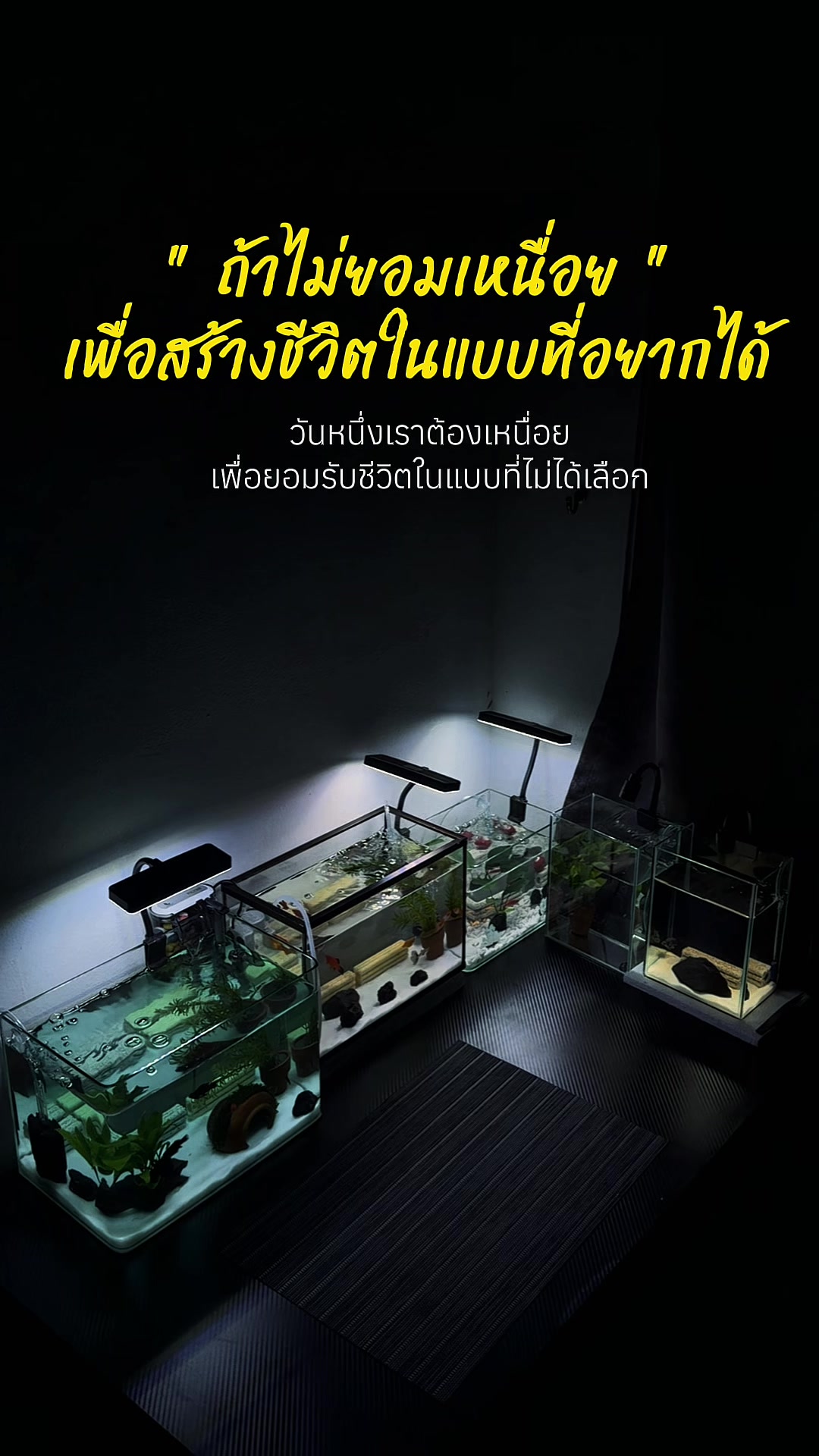 @แมวพารีวิว