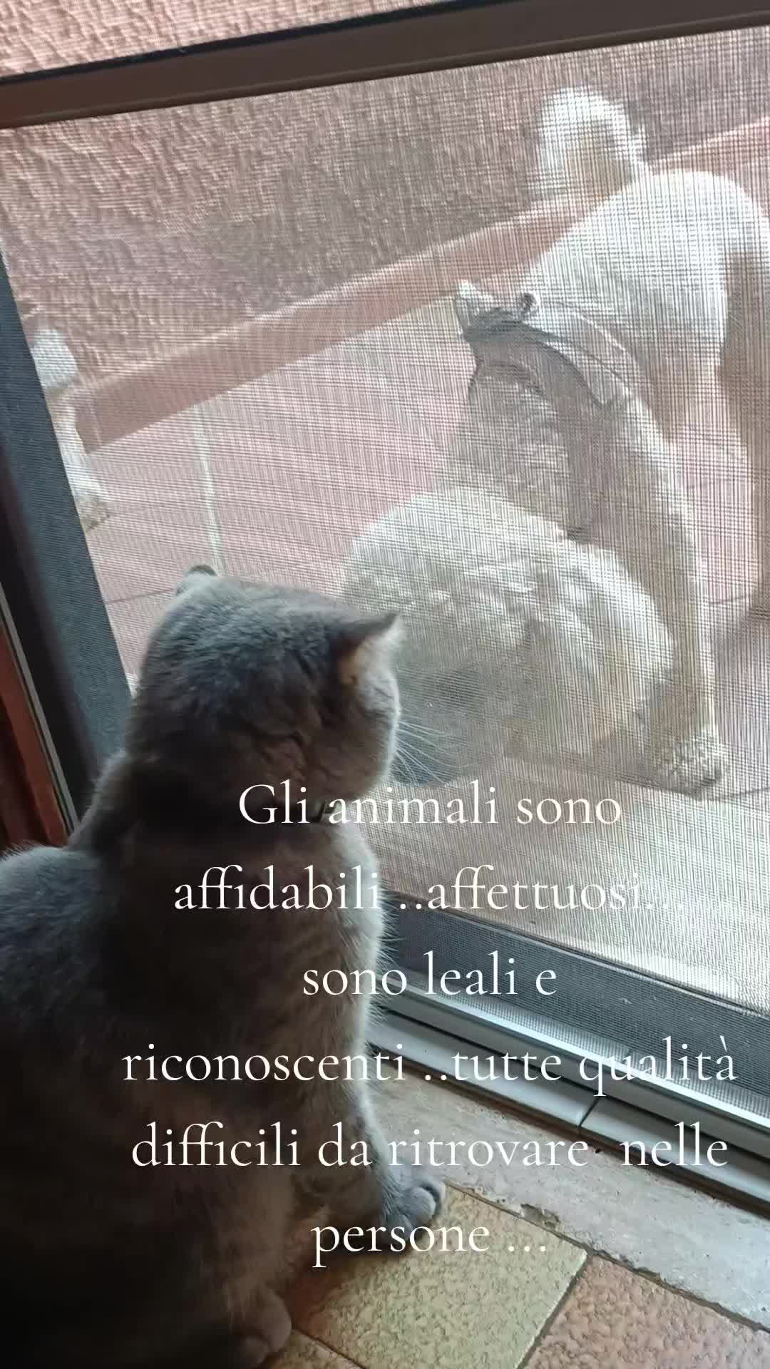 @Emanuela Giordano327
