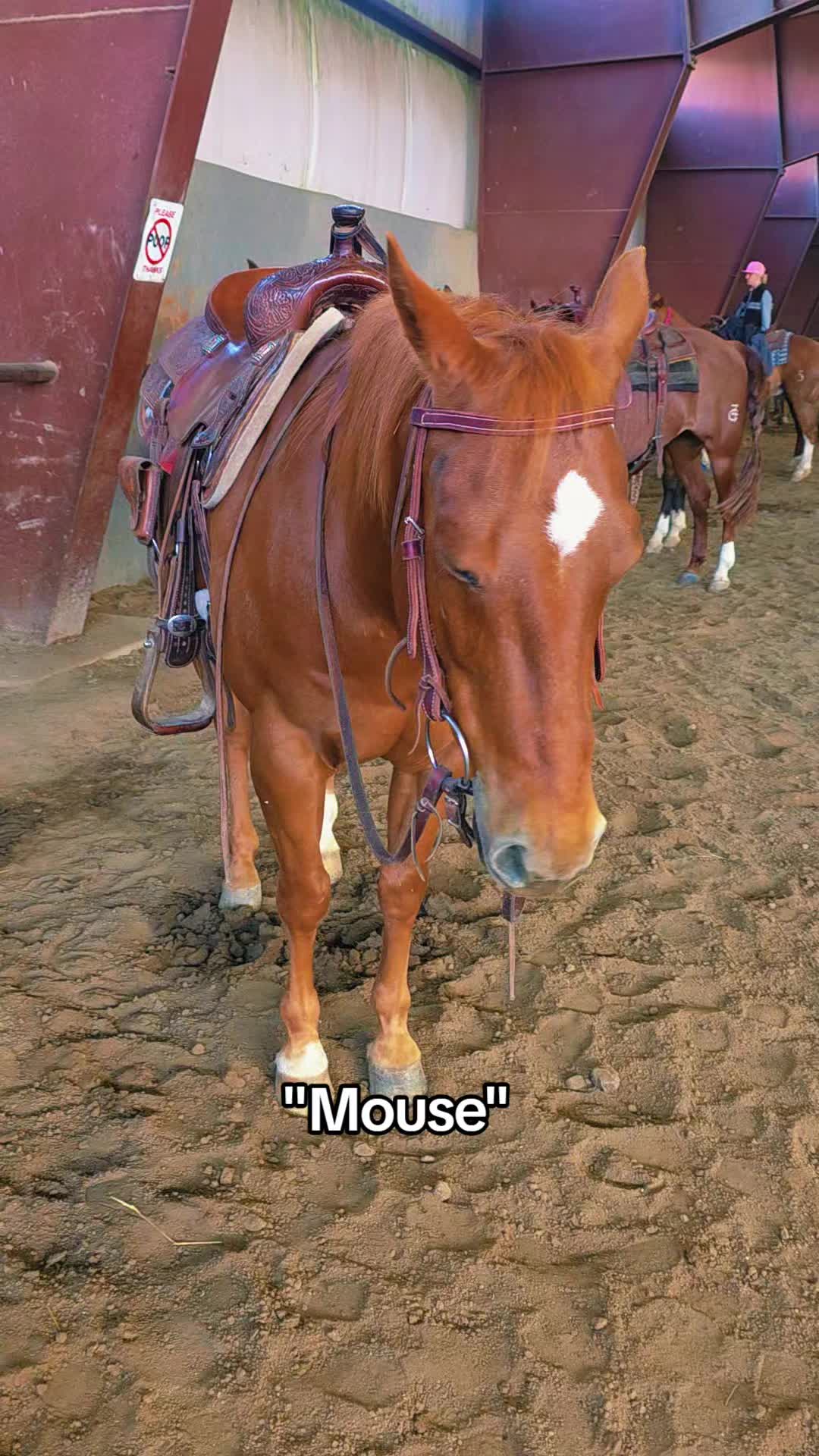 @🐴 ColdMountainRanch 🏇