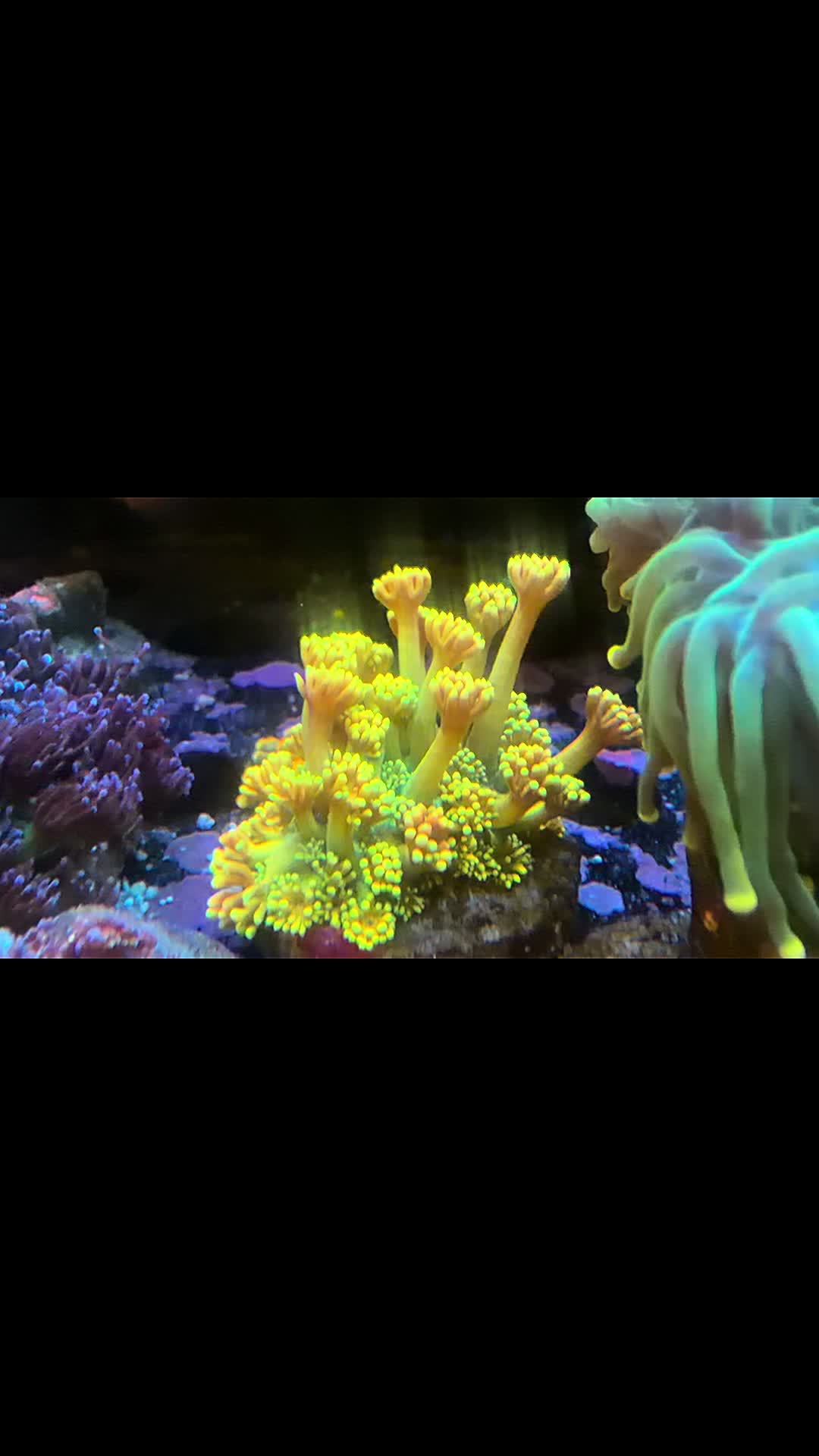 @Inner_Circle_Reefing