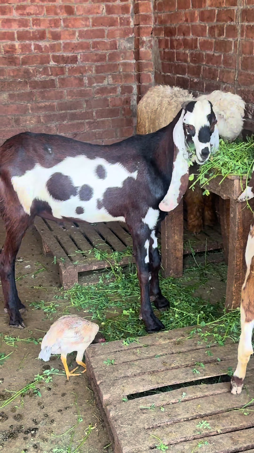@Shiraz livestock